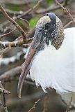 Wood Stork